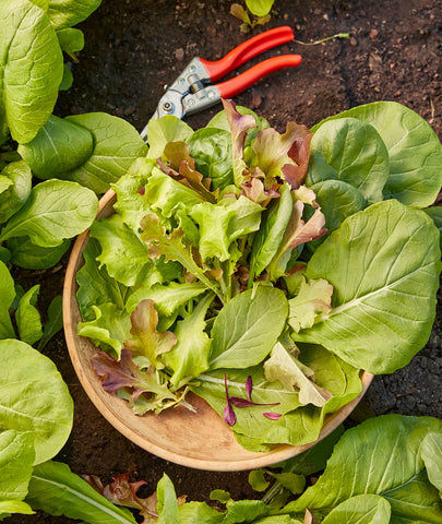 Harvest-ready in 30 days from Burpee Sweet Salad Mix for fresh salads.
