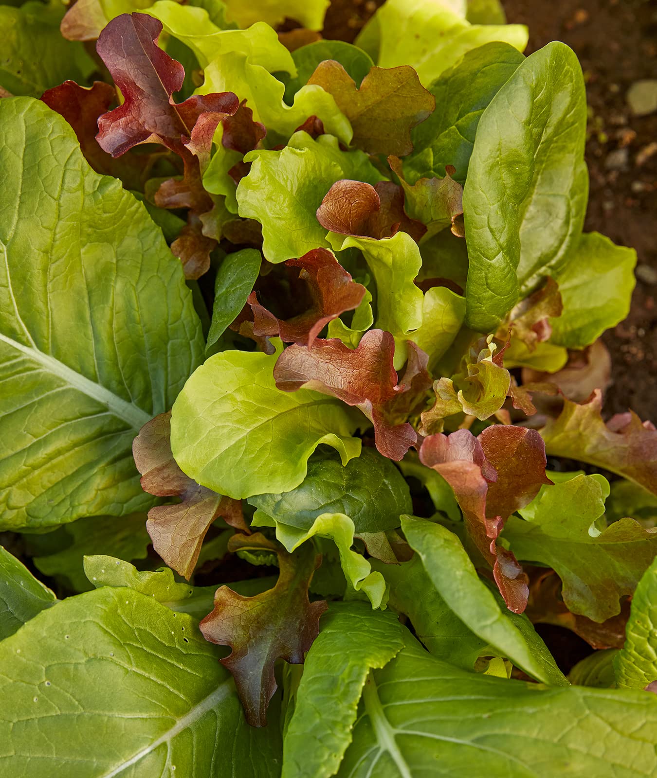 Burpee Sweet Salad Mix: ruby lettuce and bulls blood beet add color to salads.