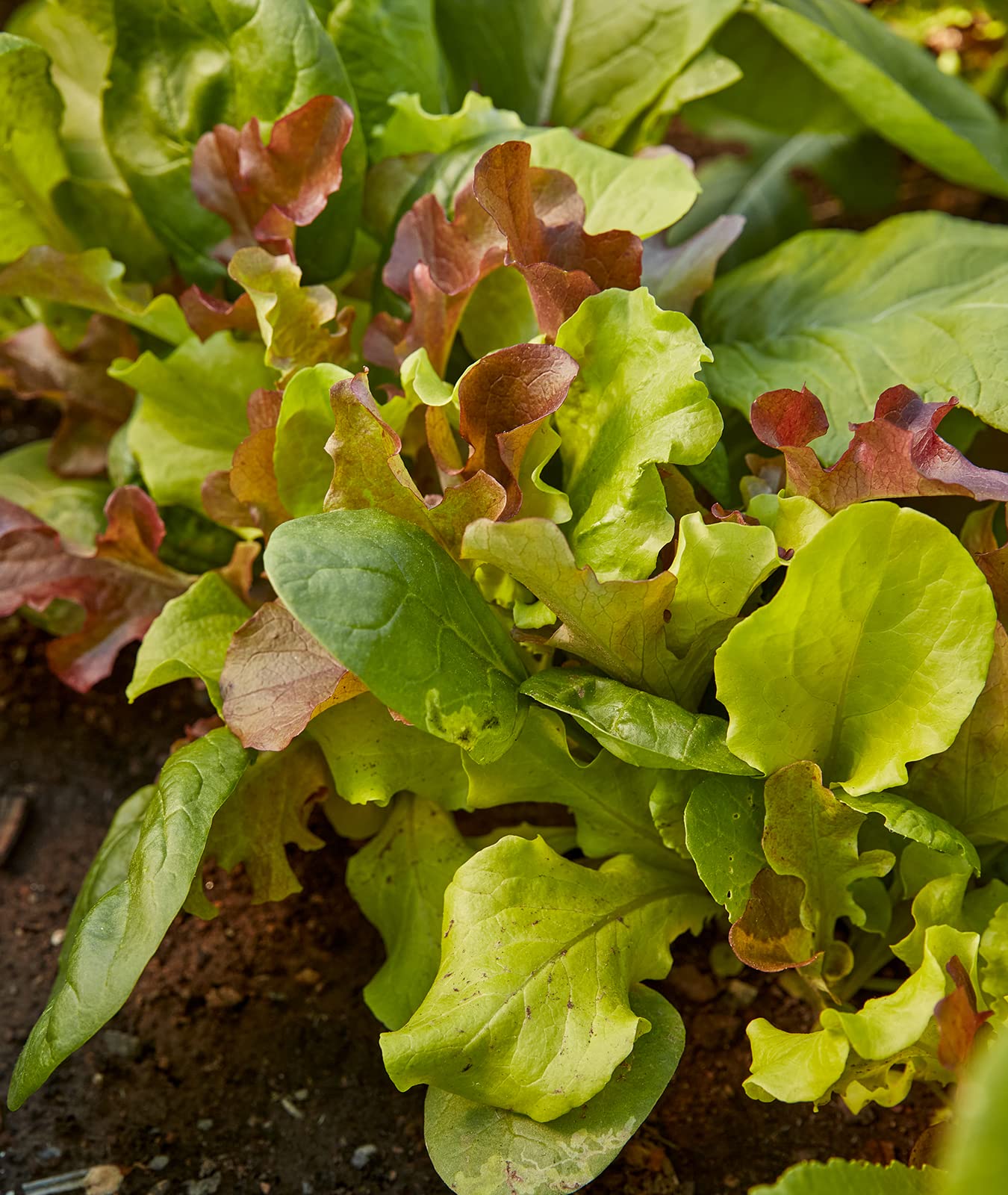 Seed packet front view for Burpee Sweet Salad Mix ready to sow.