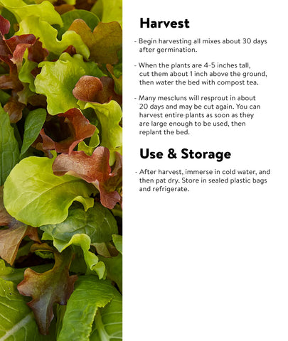 Burpee Sweet Salad Mix features Tendergreen mustard for peppery bite.