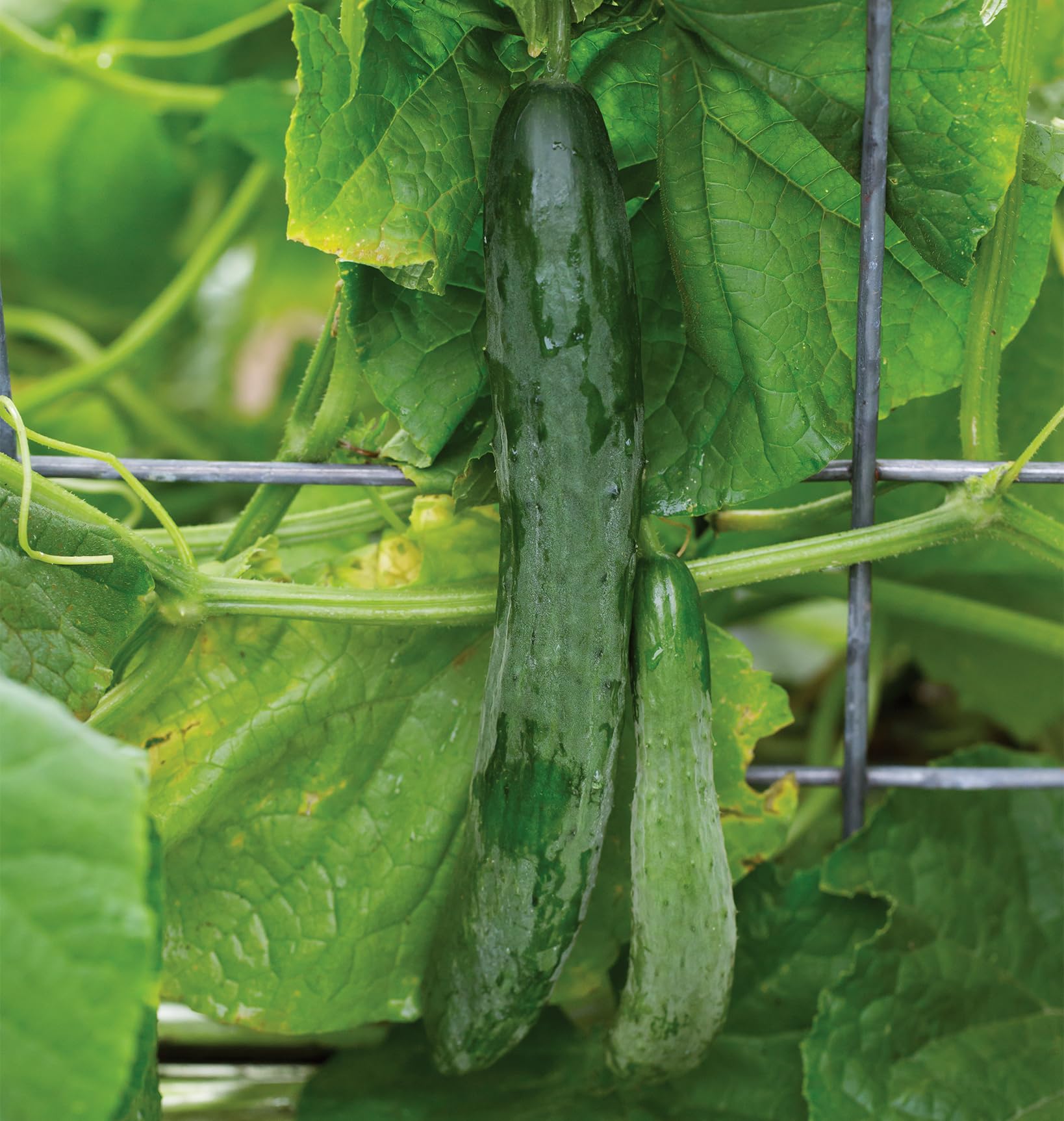 Burpee Sweet Success burpless cucumber fruit with crisp texture.