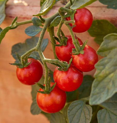 Burpee Sweetheart container-friendly tomato for pots and balconies.
