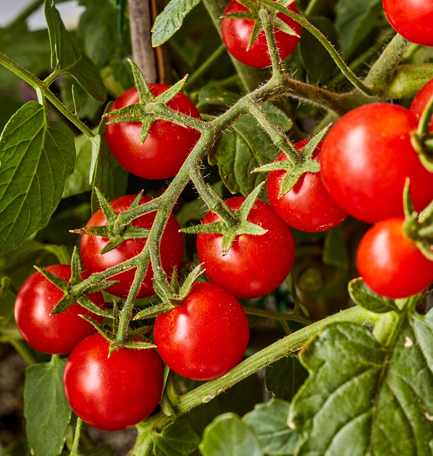 Burpee Sweetheart patio tomato plant in a pot for small spaces.