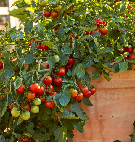 Burpee Sweetheart red cherry tomatoes ready for snacking.