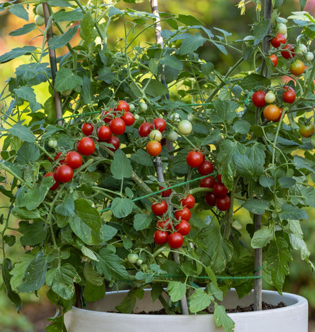 Burpee Sweetheart non-GMO seeds for home gardens.