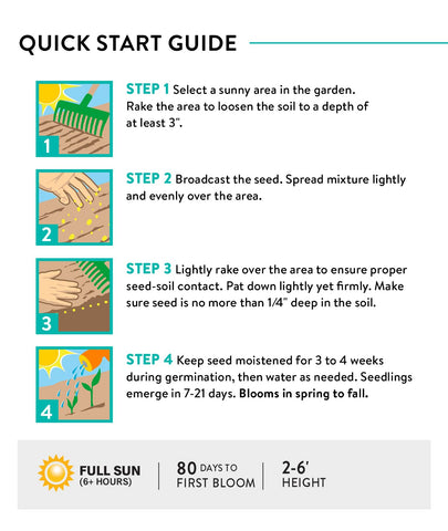 Burpee mix provides spring, summer, and fall color in one seed mix.
