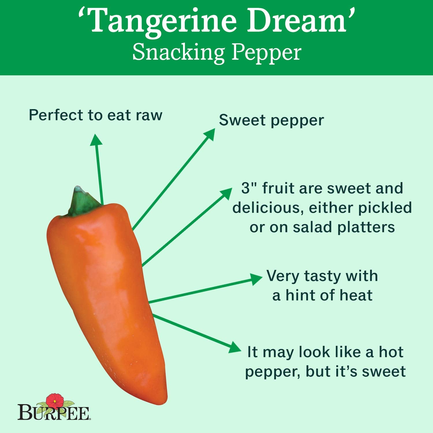 Burpee Tangerine Dream pepper fruit close-up showing vibrant color