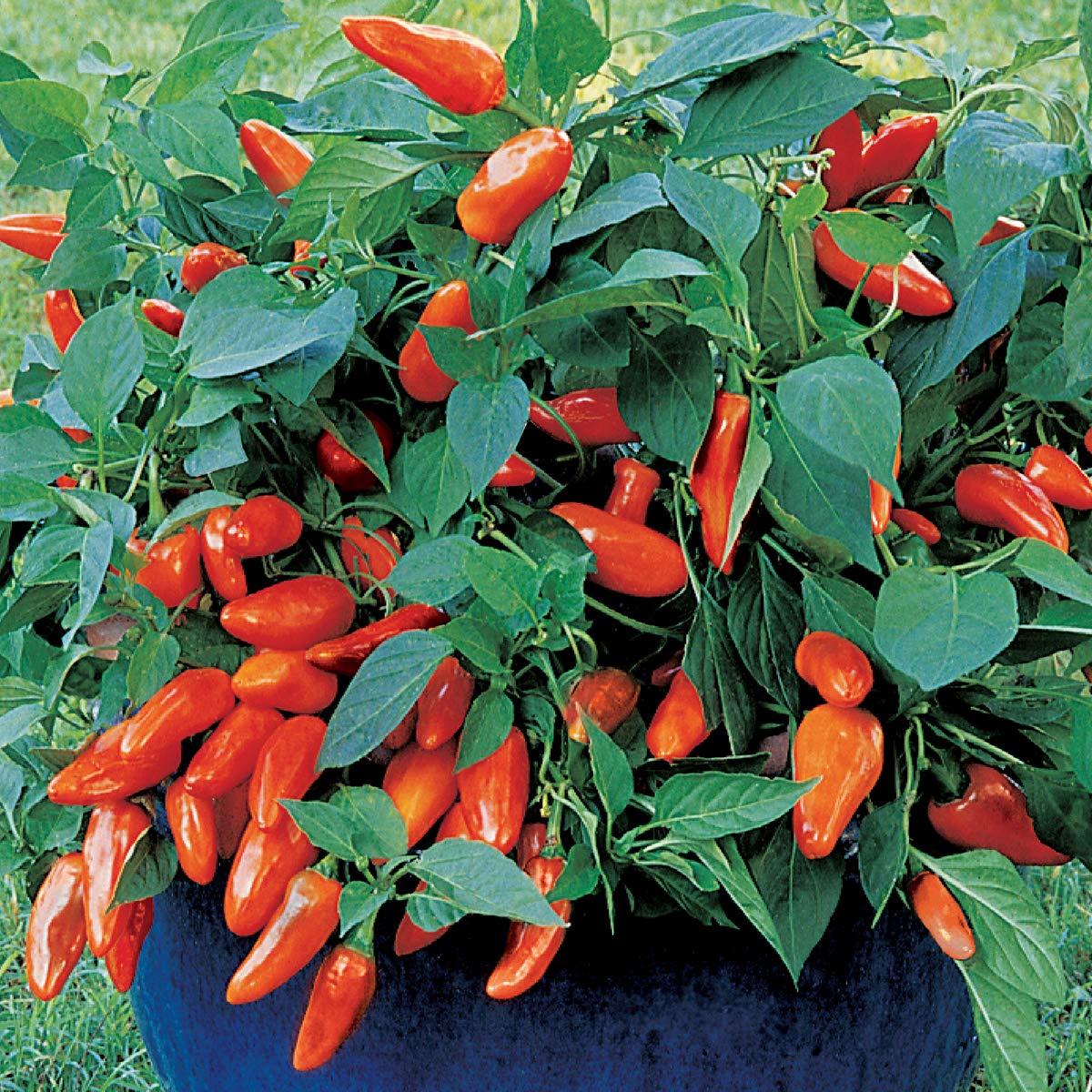 Burpee Tangerine Dream seeds pack for easy pepper starts