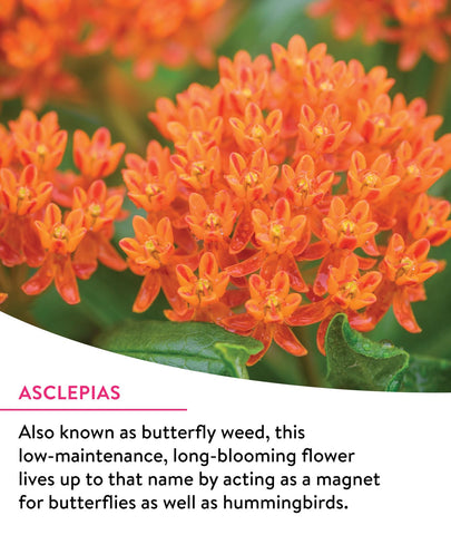 Burpee three butterfly-weed plants thriving in garden soil.