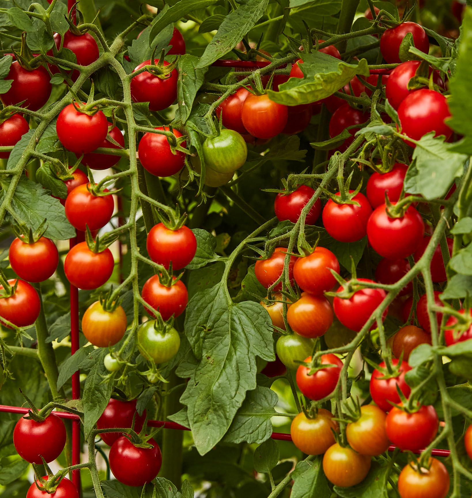 Burpee tomatoes close-up shows sugary fruit on pendulous clusters