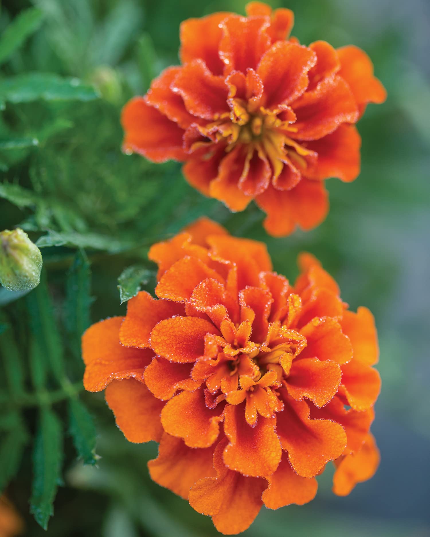 Burpee triple-treat blooms are ready for vase-worthy arrangements.