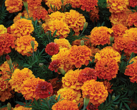 Burpee Triple Treat marigold seeds pack with vibrant three-color blooms for borders.