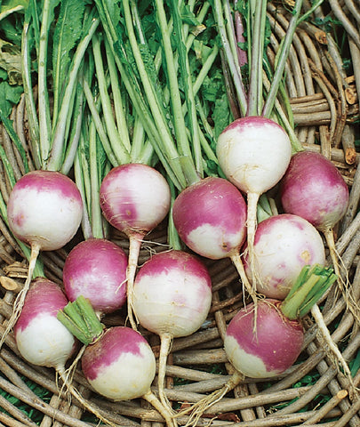 Burpee Purple Top White Globe plant reaches about 12 inches tall with a 12-inch spread.