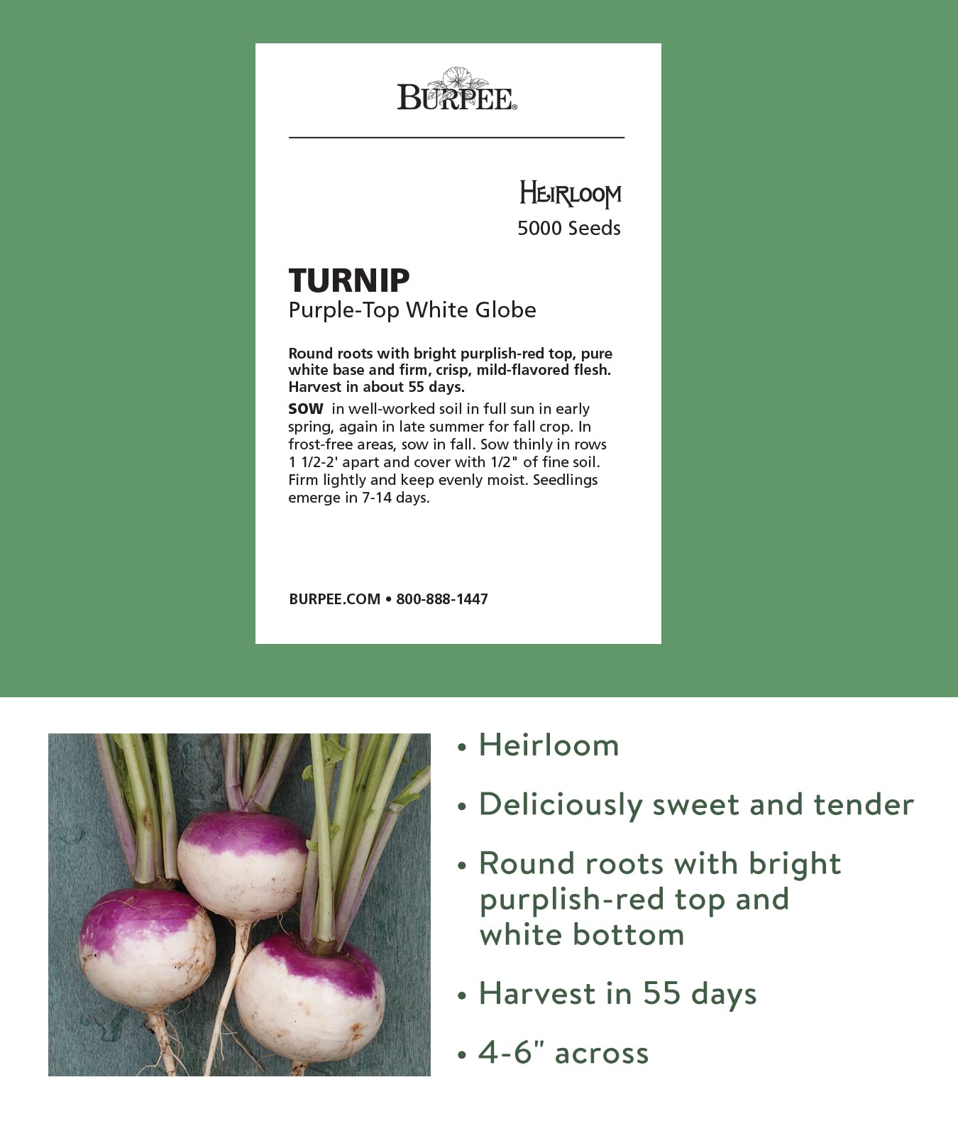 Burpee Purple Top White Globe turnip seedling after sowing in rich soil boosts early root crops.
