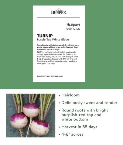 Burpee Purple Top White Globe turnip seedling after sowing in rich soil boosts early root crops.