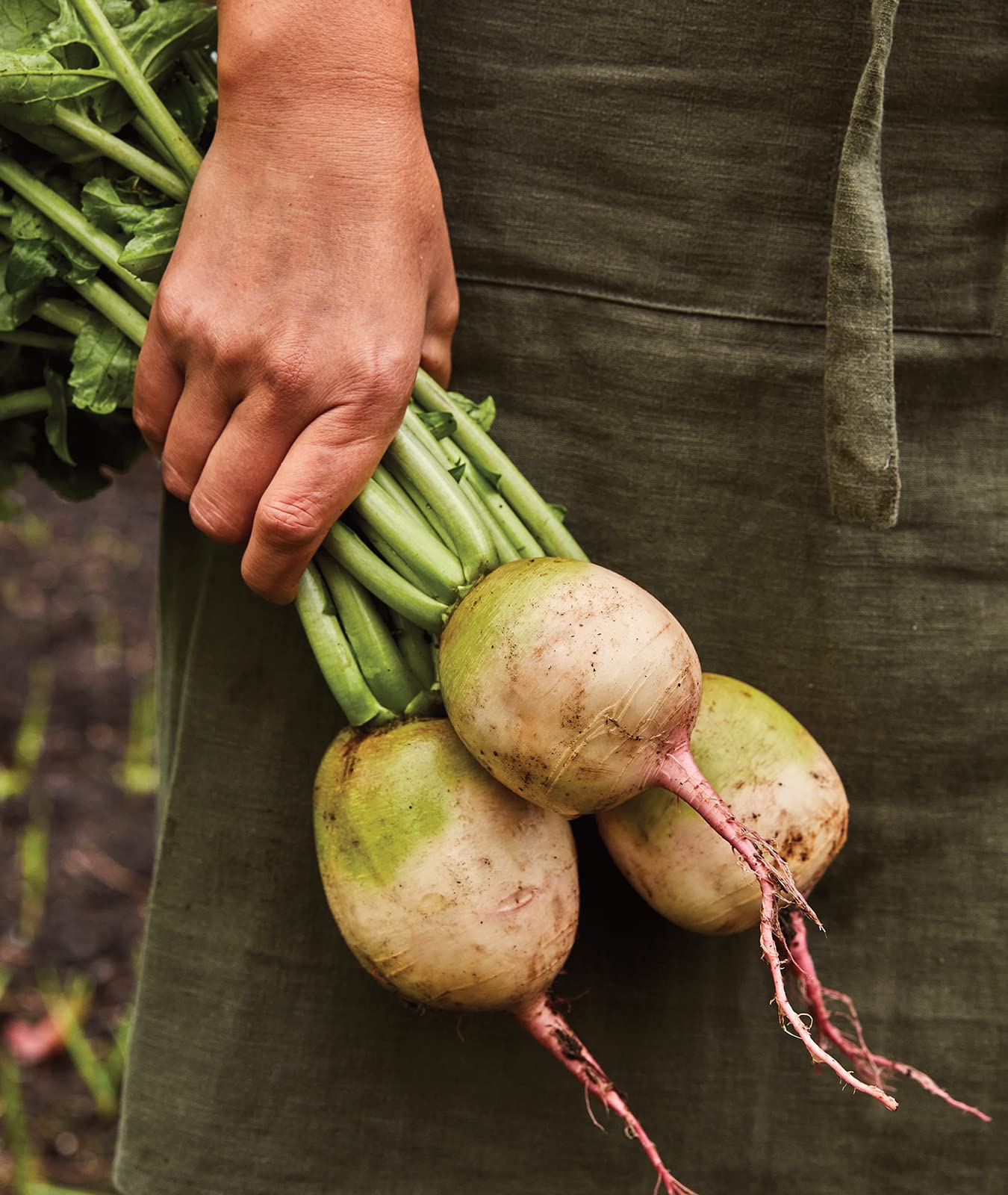 Harvest-ready Watermelon Radish roots ideal for roasting or pickling