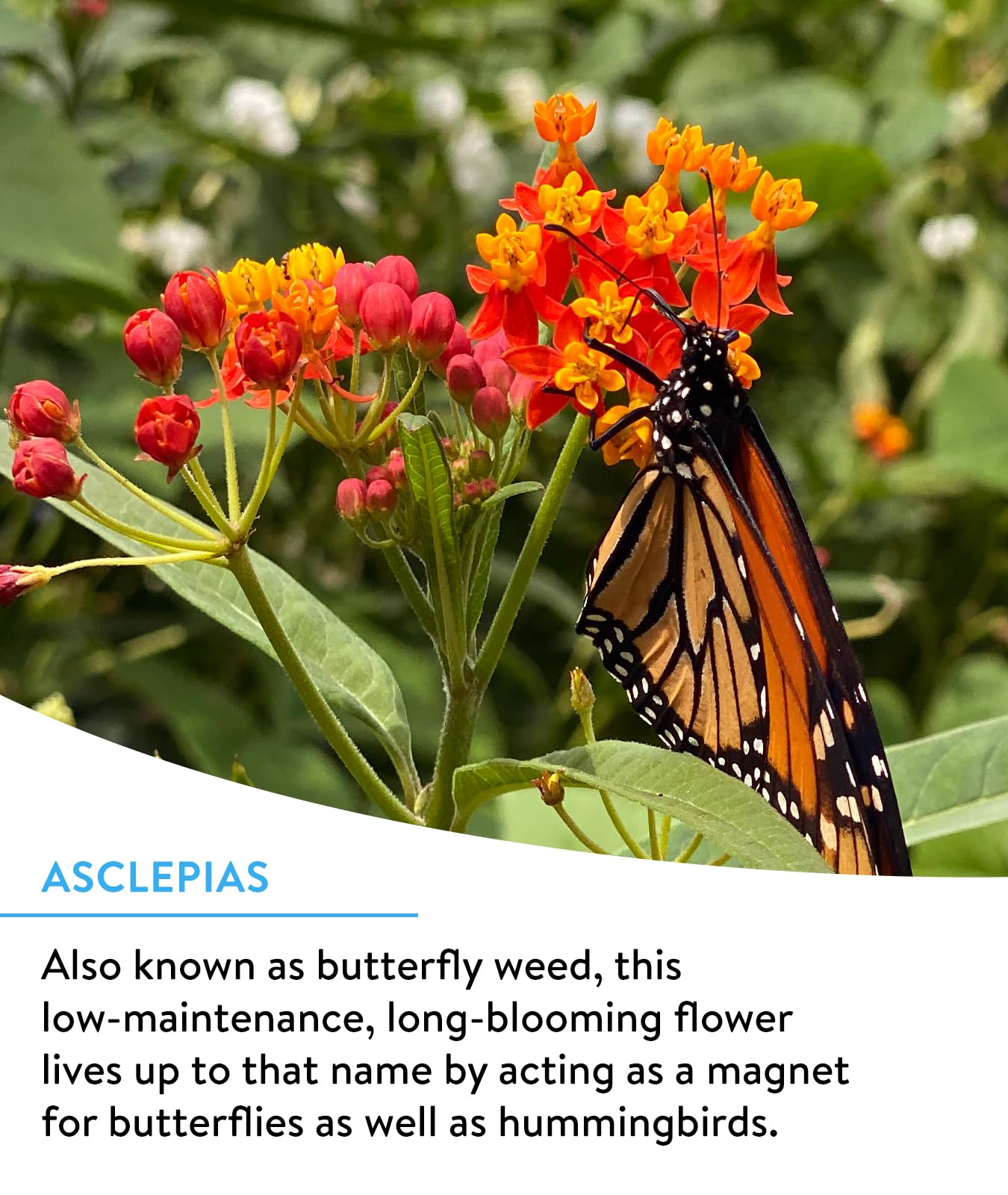 Burpee Wildflower 18-varieties mix for vibrant, long-lasting blooms.