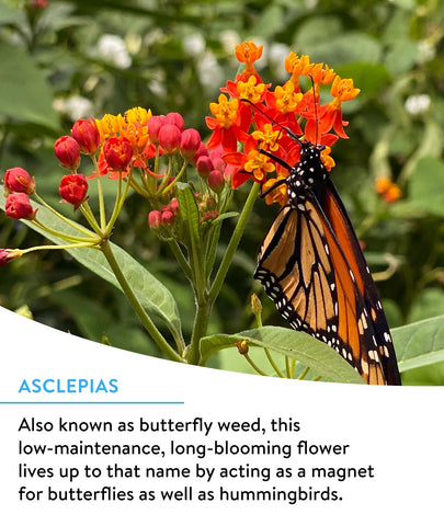 Burpee Wildflower 18-varieties mix for vibrant, long-lasting blooms.