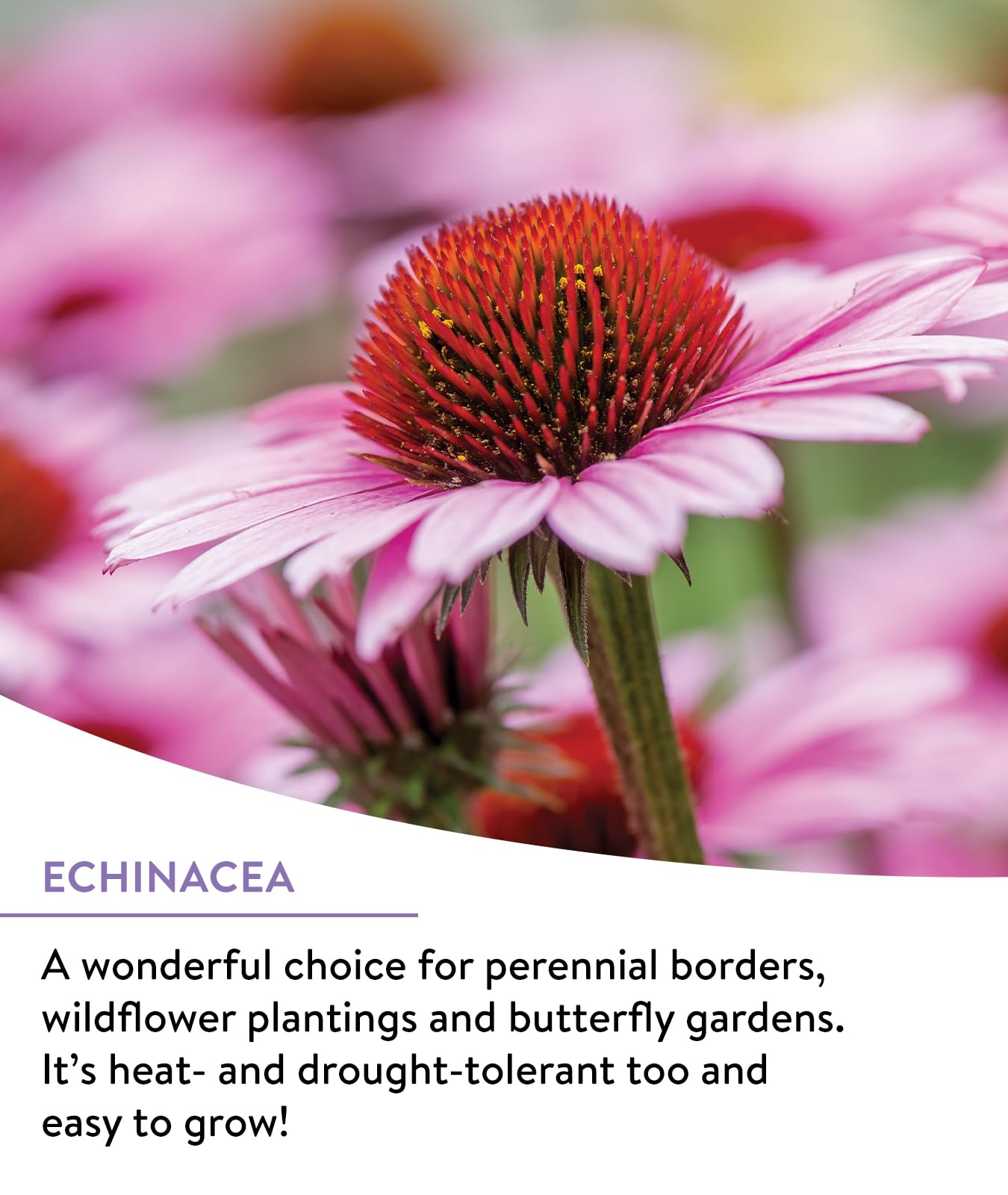 Burpee Wildflower 18-varieties seed mix — diverse blooms for colorful borders and pollinator habitats.