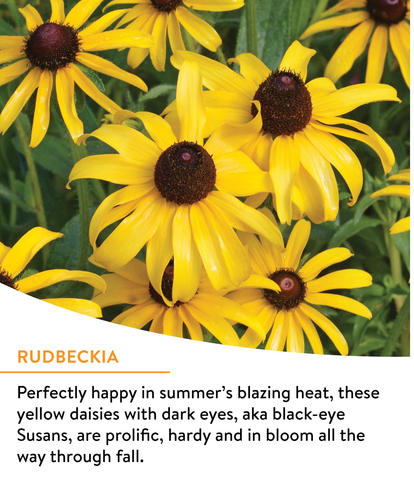 Burpee Wildflower 18-varieties display diverse blooms for year-round pollinators.