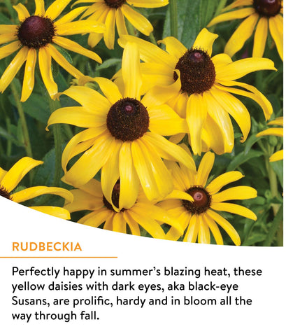 Burpee Wildflower 18-varieties display diverse blooms for year-round pollinators.