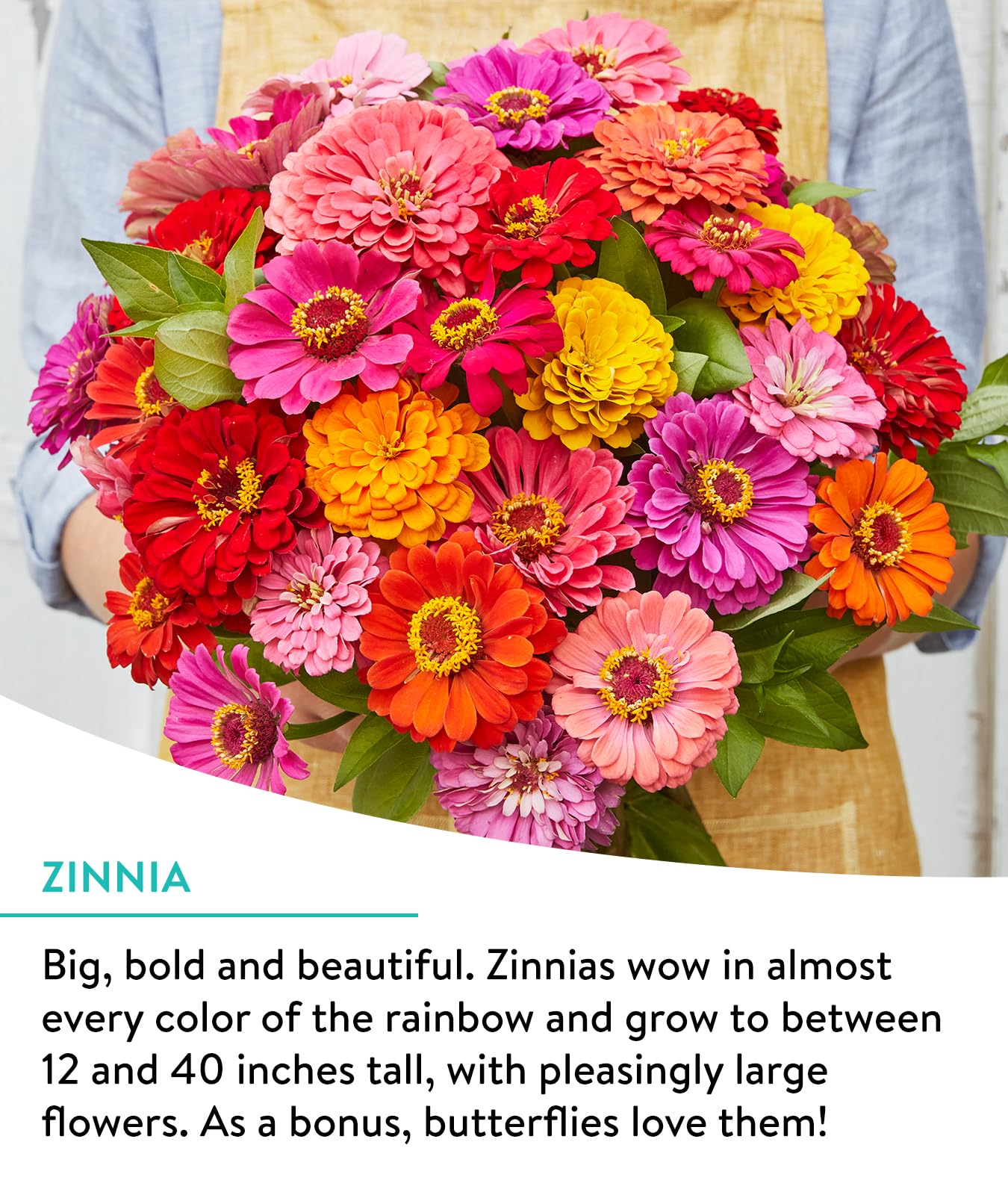 Burpee Wildflower Mix pollinator-friendly blooms attract butterflies and bees.