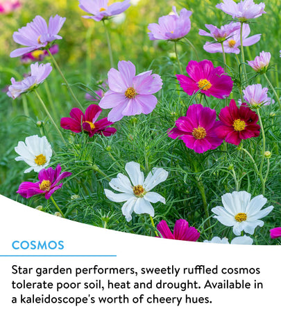 Burpee Wildflower non-GMO seeds for a diverse garden.