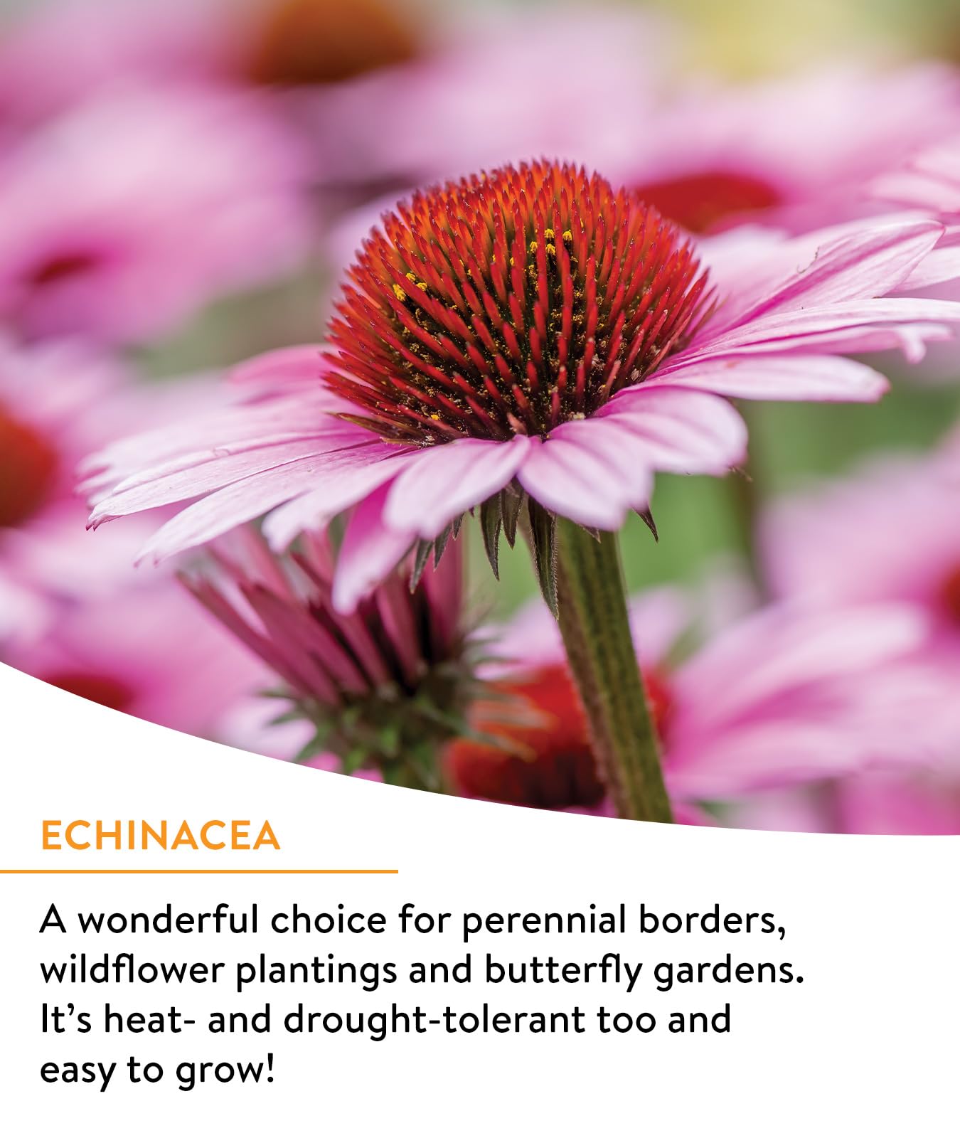 Burpee Wildflower pollinator-attracting blooms entice bees and butterflies to your garden.