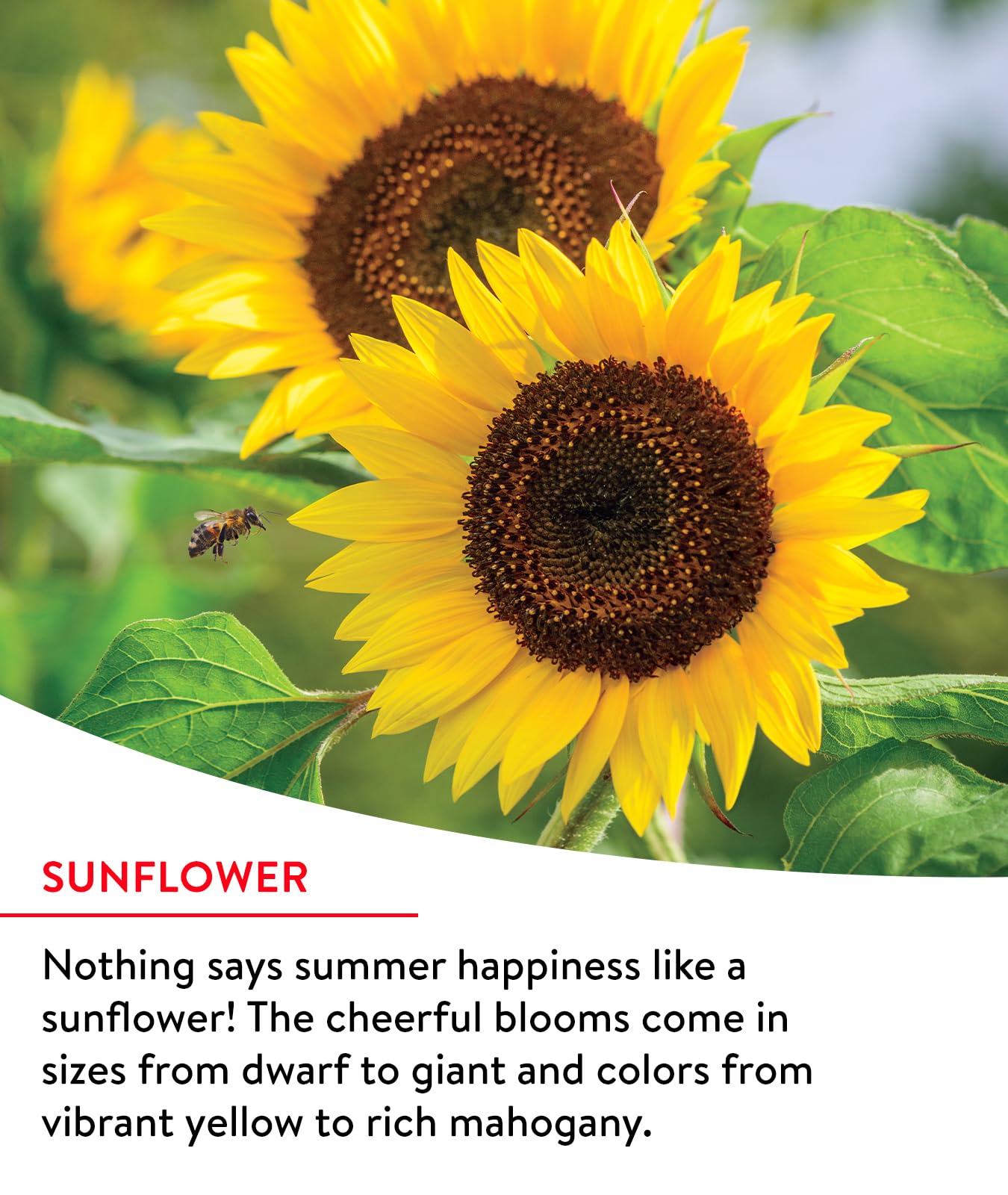 Burpee wildflower seeds: 25,000 non-GMO for up to 1,000 sq ft of blooms.