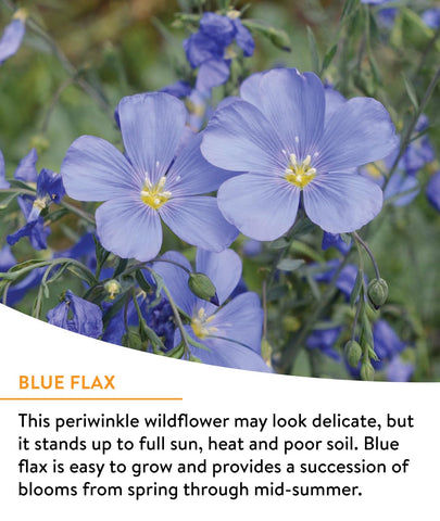 Burpee Wildflower sun-loving mix offers vibrant color in sunny beds.