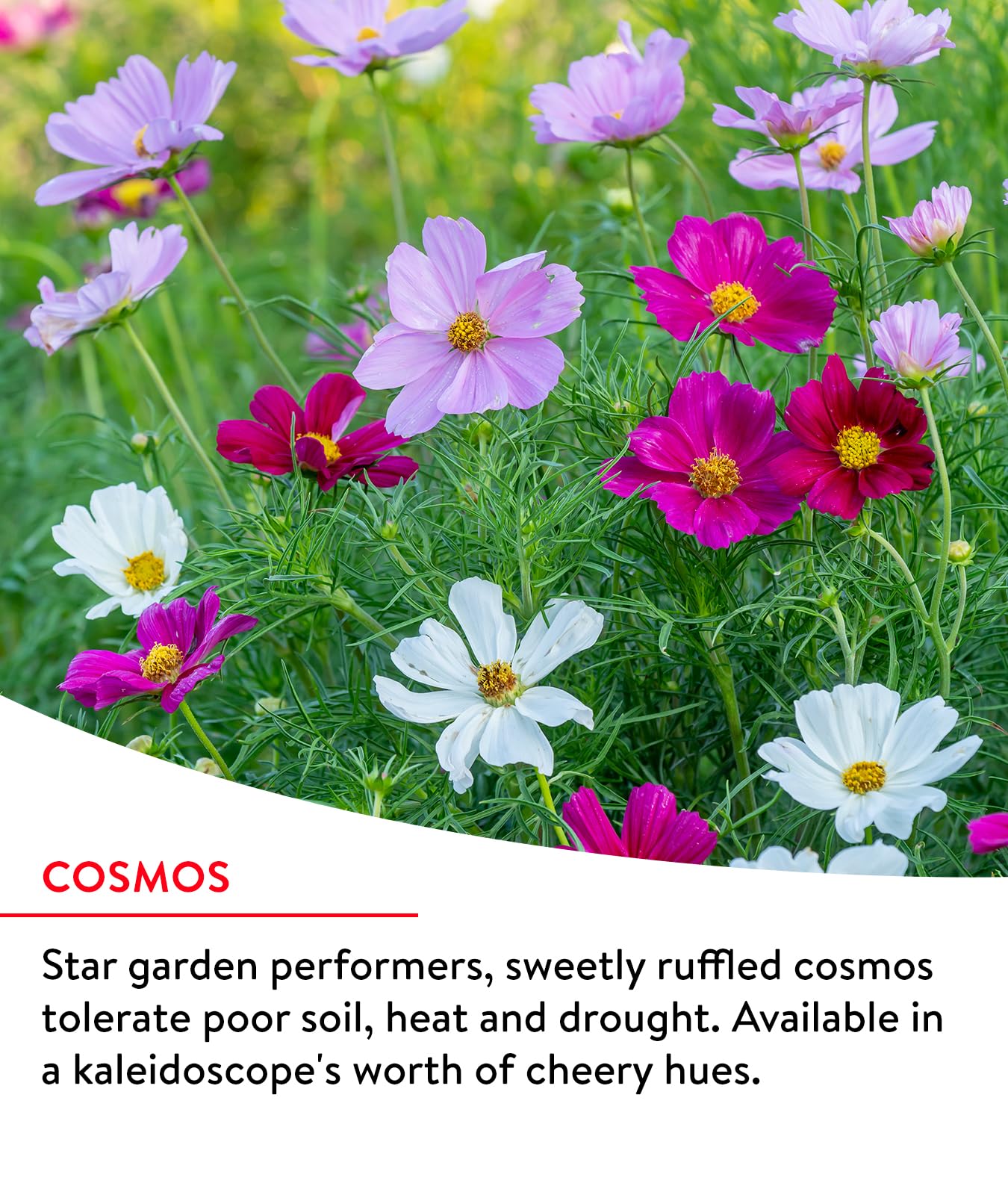 Burpee wildflowers reach 2-4 ft tall, creating vertical interest in beds.
