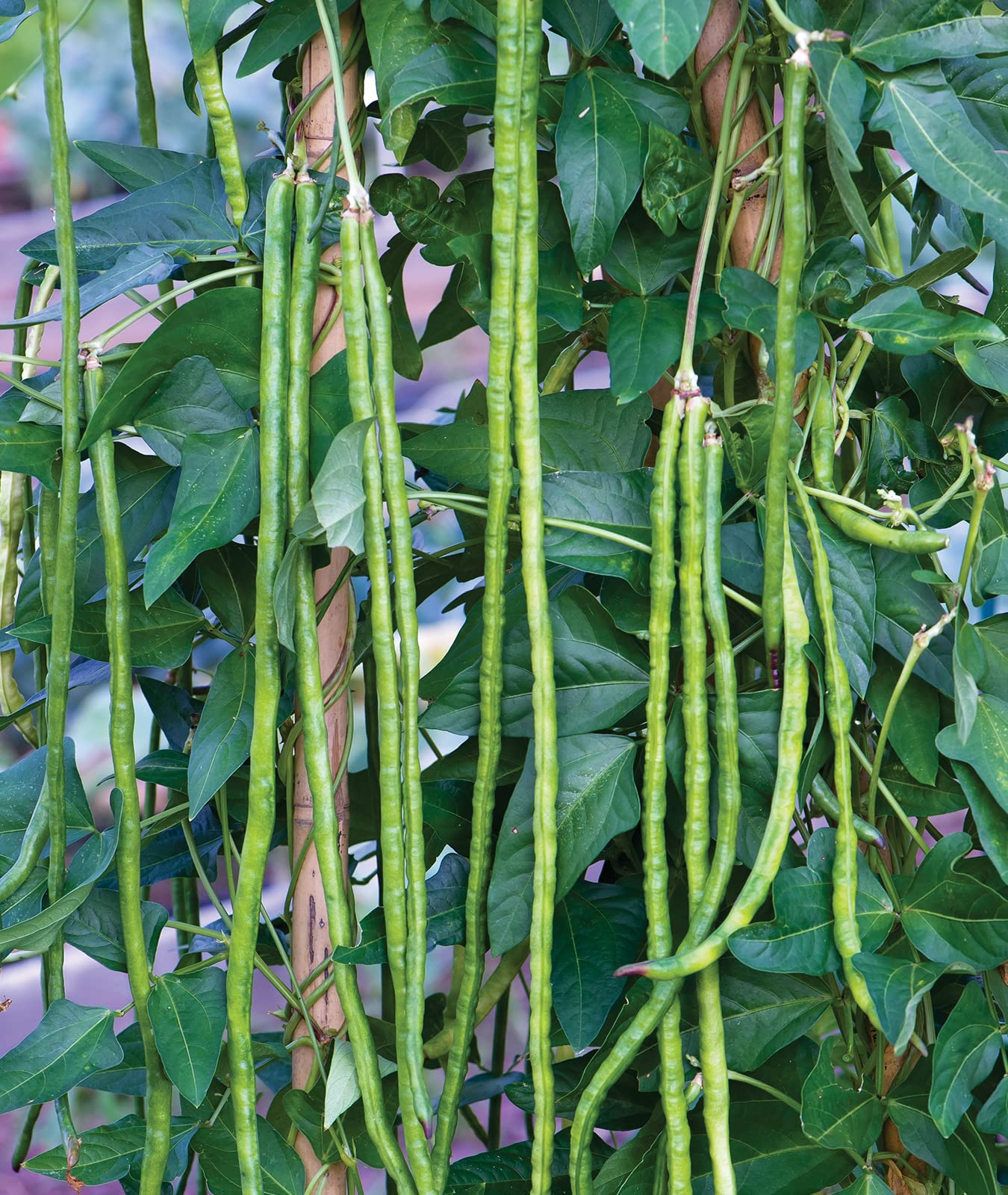 Burpee Yardlong beans close-up showing long slender pods fit for steaming or stir-frying