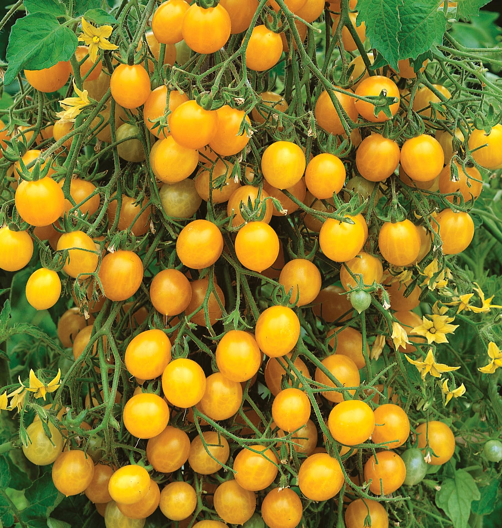 Burpee Yellow Currant healthy vines support abundant fruit all season.