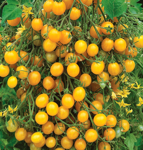 Burpee Yellow Currant healthy vines support abundant fruit all season.