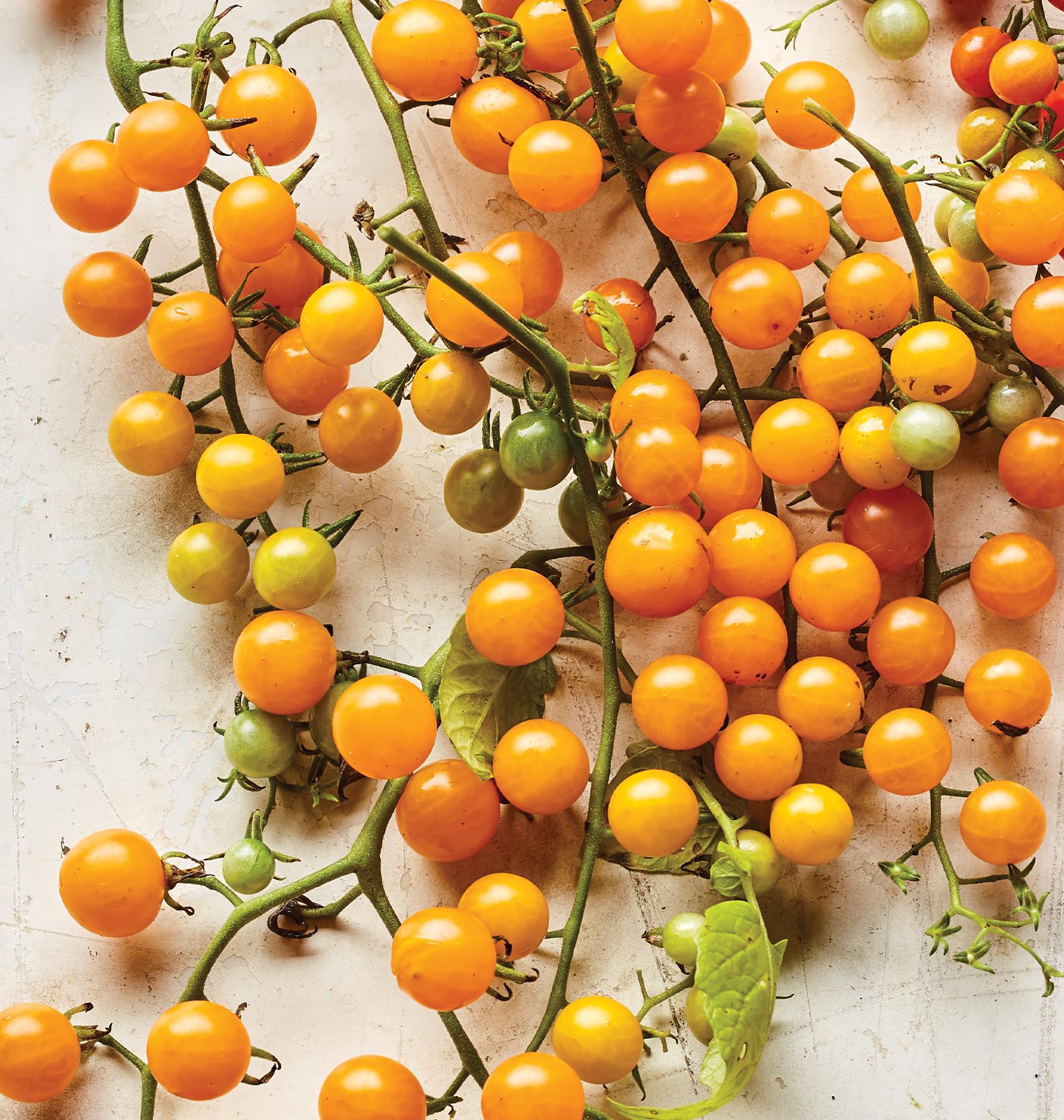 Burpee Yellow Currant tomato clusters ready for harvest in summer salads.