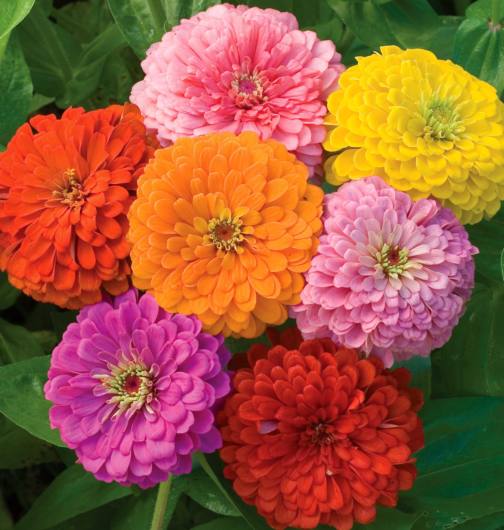 Burpee zinnia 26in height and 12in spread create a bright, cohesive backdrop.