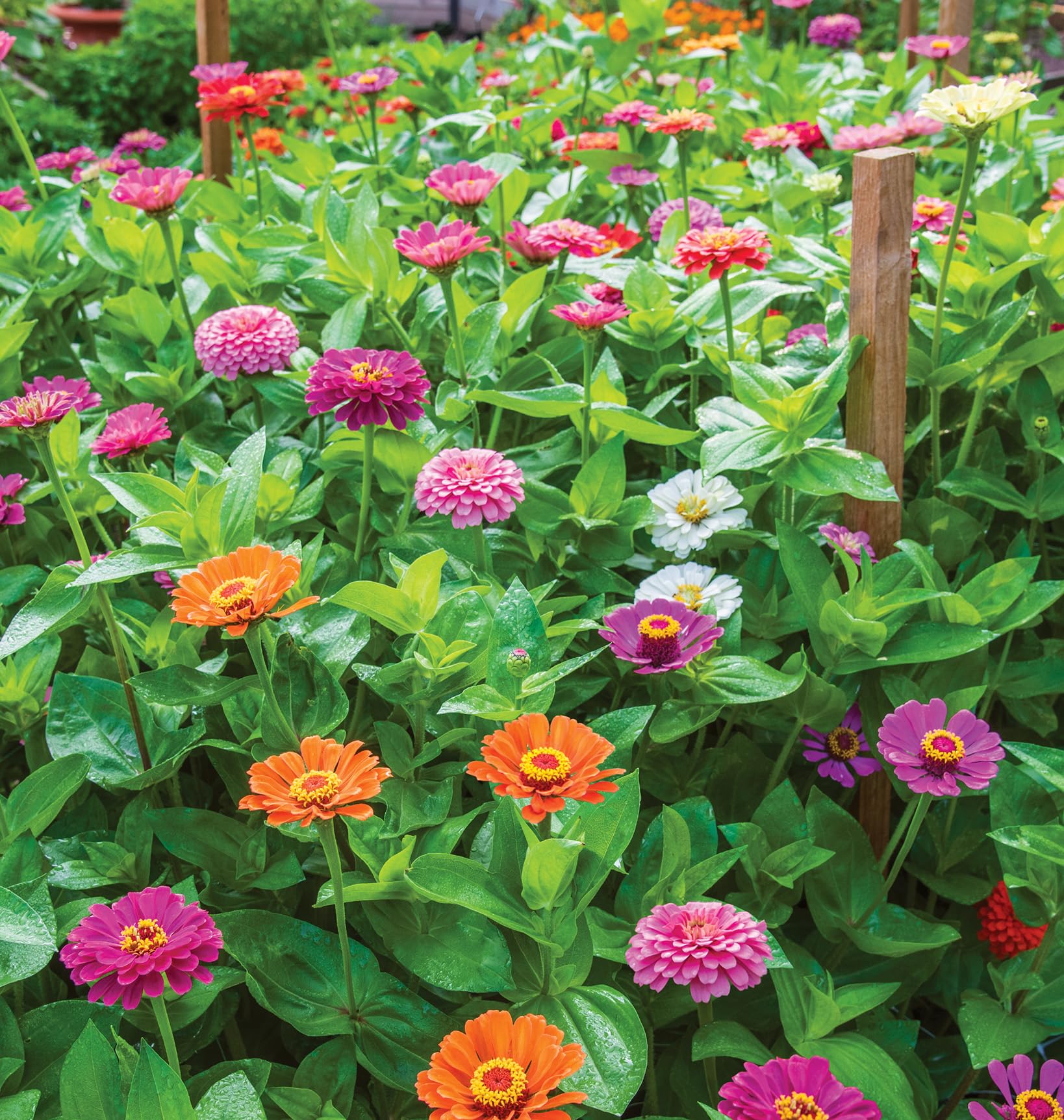 Burpee zinnia compact bushy growth supports a low-maintenance, high-impact border.