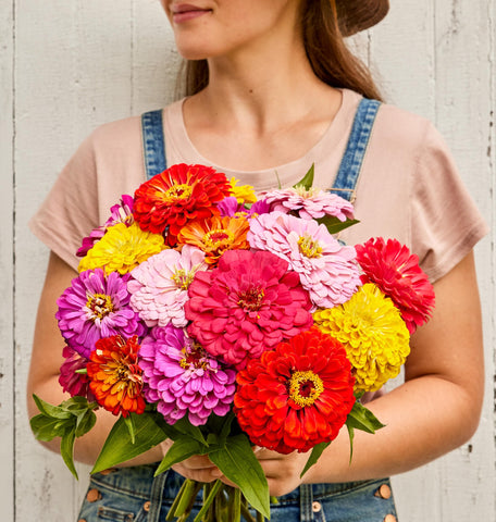 Burpee zinnia full-sun, heat-loving blooms thrive in warm climates.