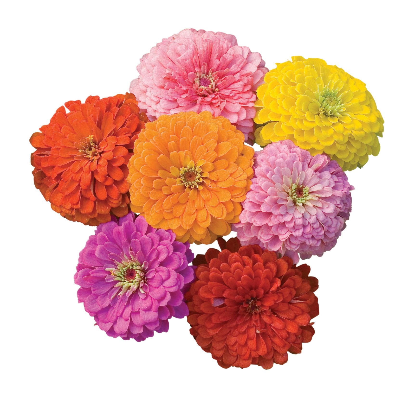 Burpee zinnia giant-flowered bloom adds vibrant color to sunny borders.