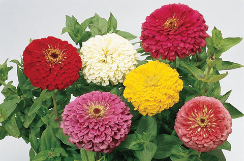 Burpee zinnia seeds produce showy 5-inch doubles for dramatic bouquets.