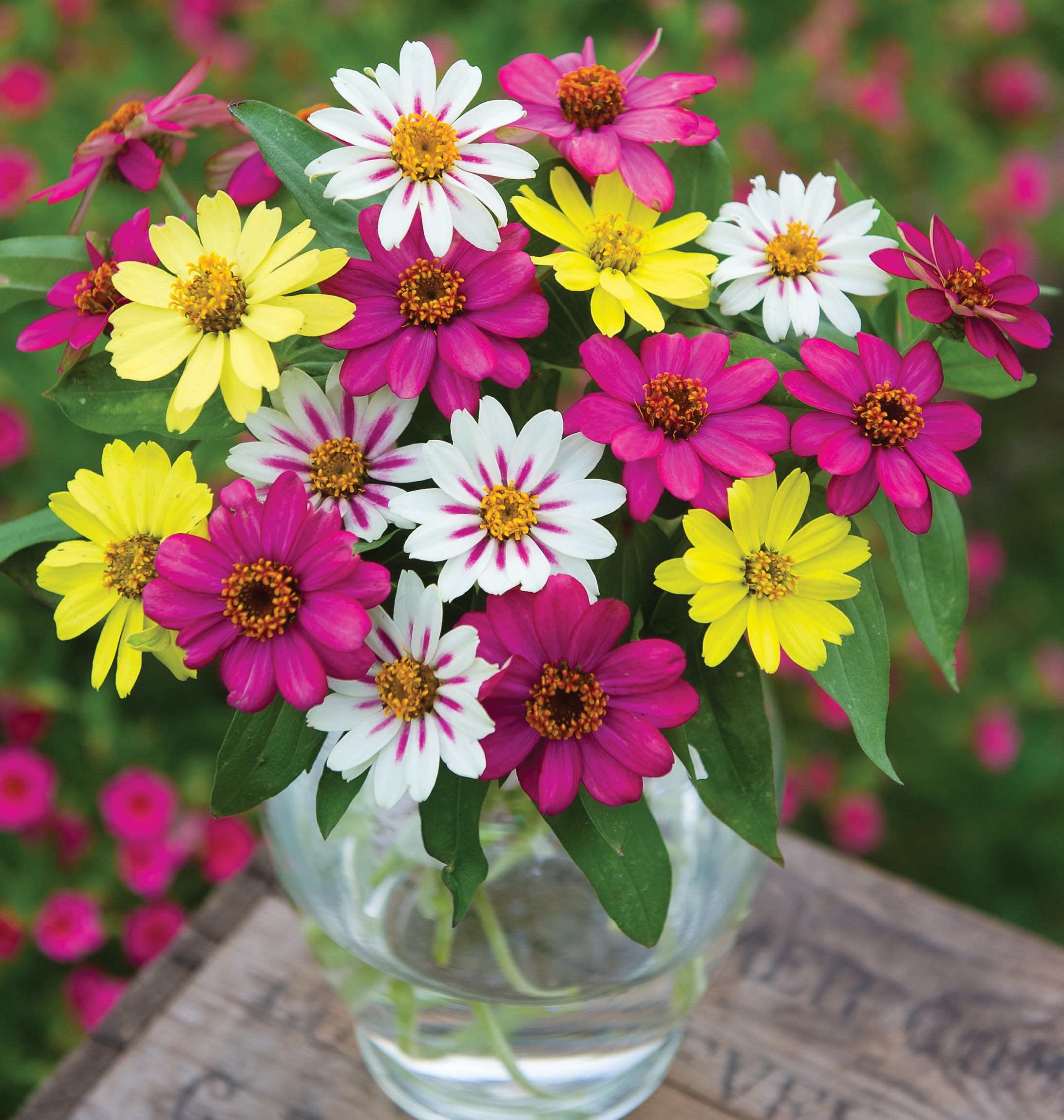 Burpee zinnia Marylandica mix yellow blooms and starlight rose brighten summer beds