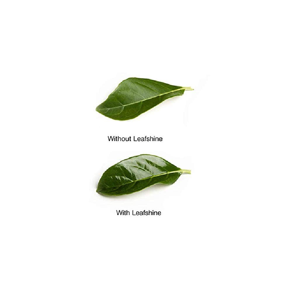 Burton Floralife Leafshine 750ml houseplant-application demonstrates residue-free leaf shine.