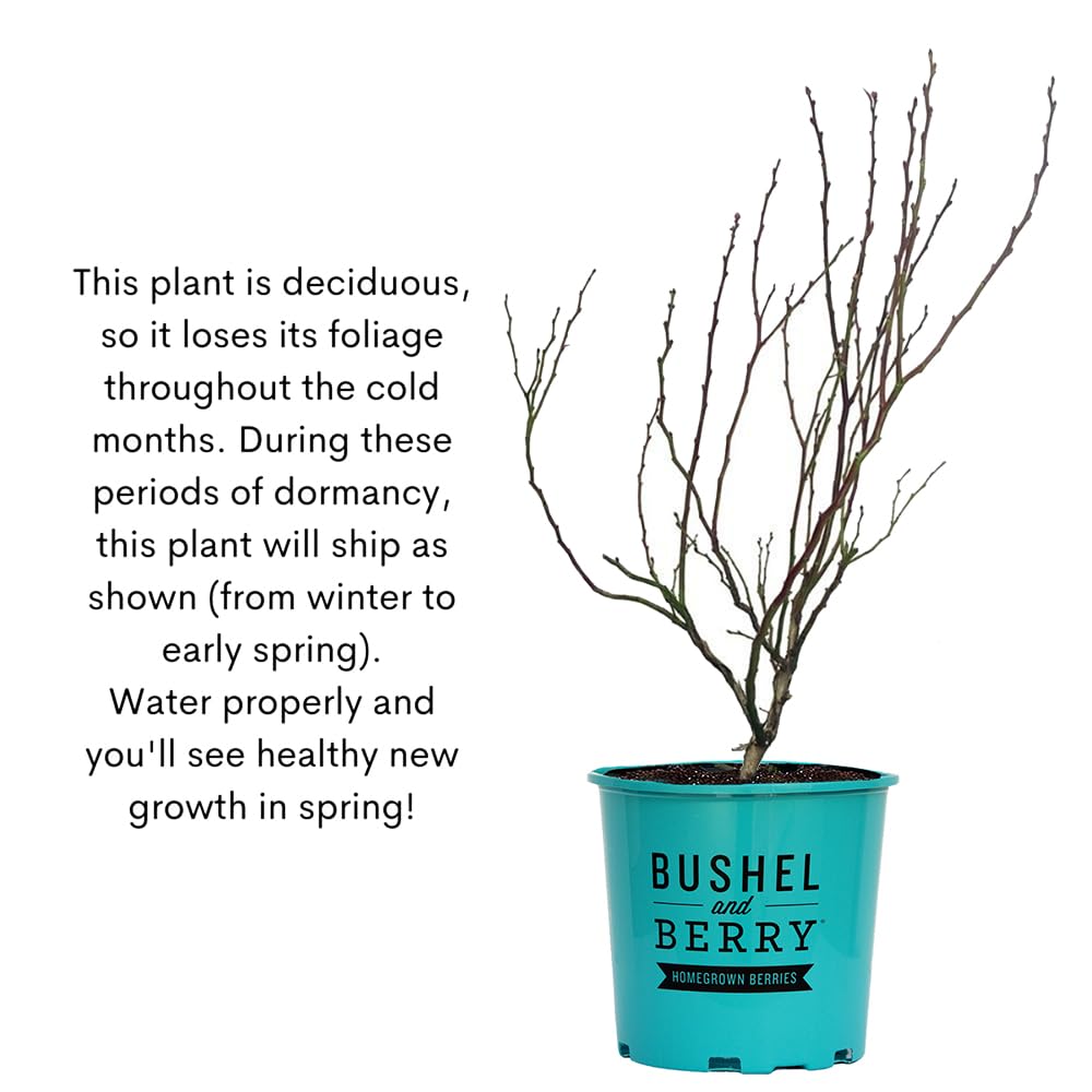 Recommended 24-inch spacing supports healthy air circulation