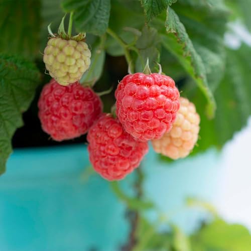 Compact growth Raspberry Shortcake shrub in a garden bed for small spaces