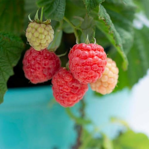 Compact growth Raspberry Shortcake shrub in a garden bed for small spaces