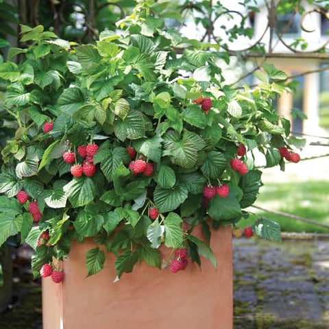 Raspberry Shortcake shrub in container for easy patio harvest