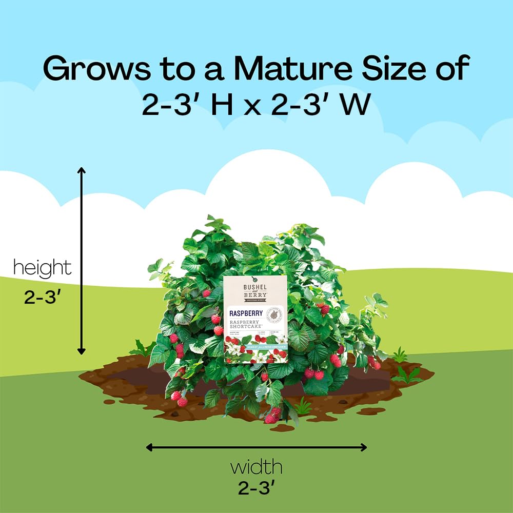 Ready for harvest in containers or garden beds
