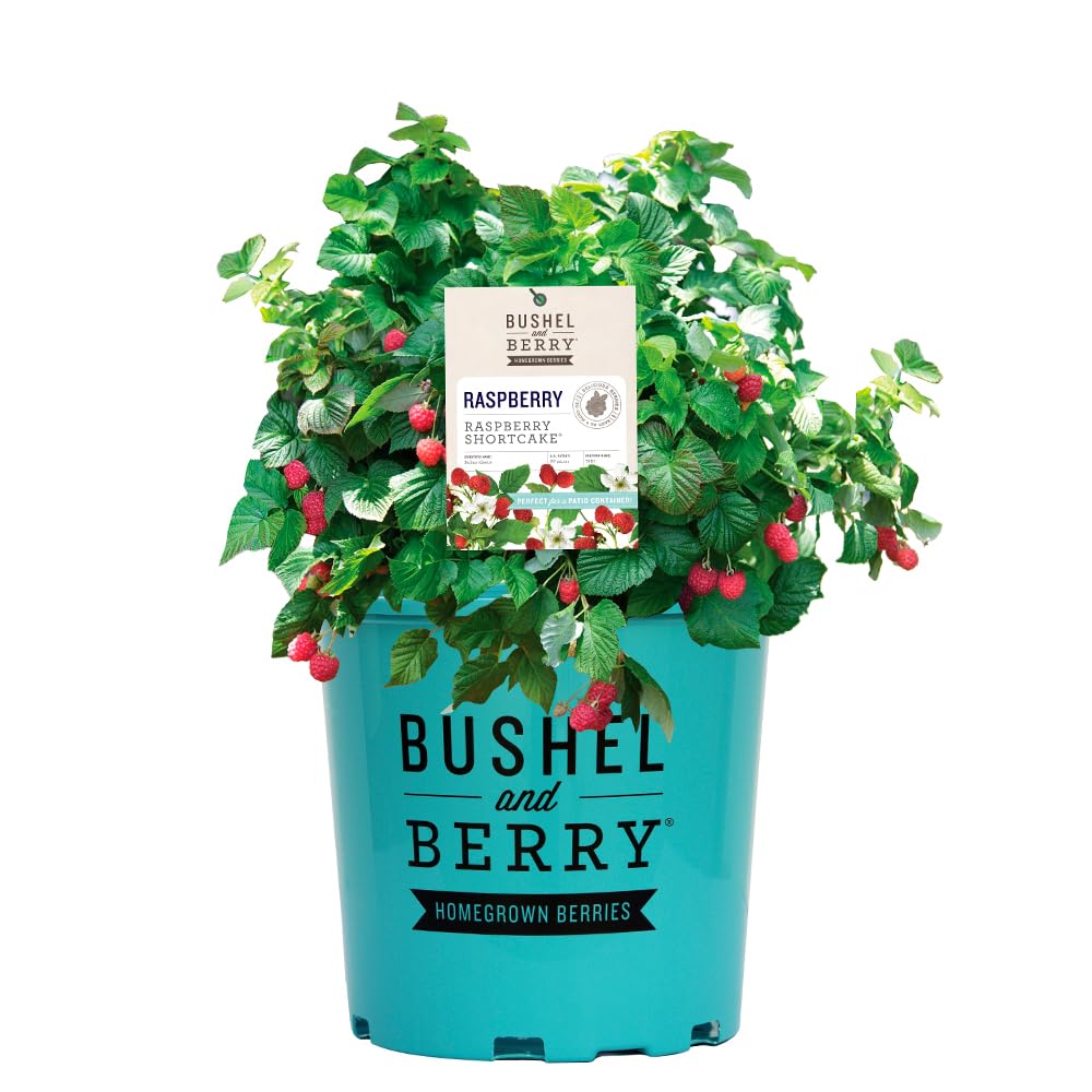Bushel and Berry Raspberry Shortcake shrub in pot ready for patio fruit