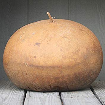 Bushel Basket gourd seeds for decorative gourds and large basket crafts