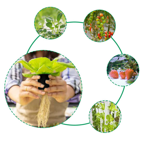 Business King 2-inch net pot compatible with clone machines and aeroponics for versatility.